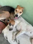 Belinha e eva