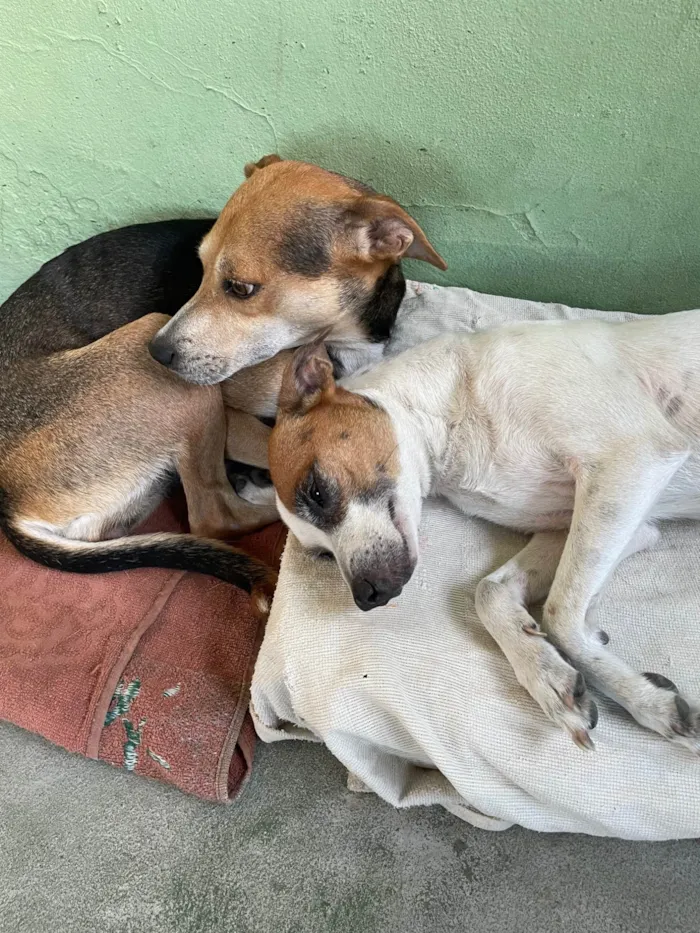 Cachorro ra a SRD-ViraLata idade 5 anos nome Belinha e eva