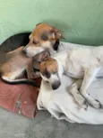 Belinha e eva