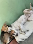 Belinha e eva