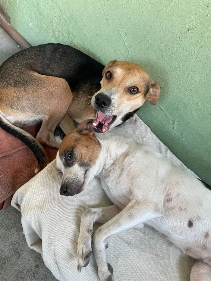 Cachorro ra a SRD-ViraLata idade 5 anos nome Belinha e eva