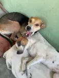 Belinha e eva