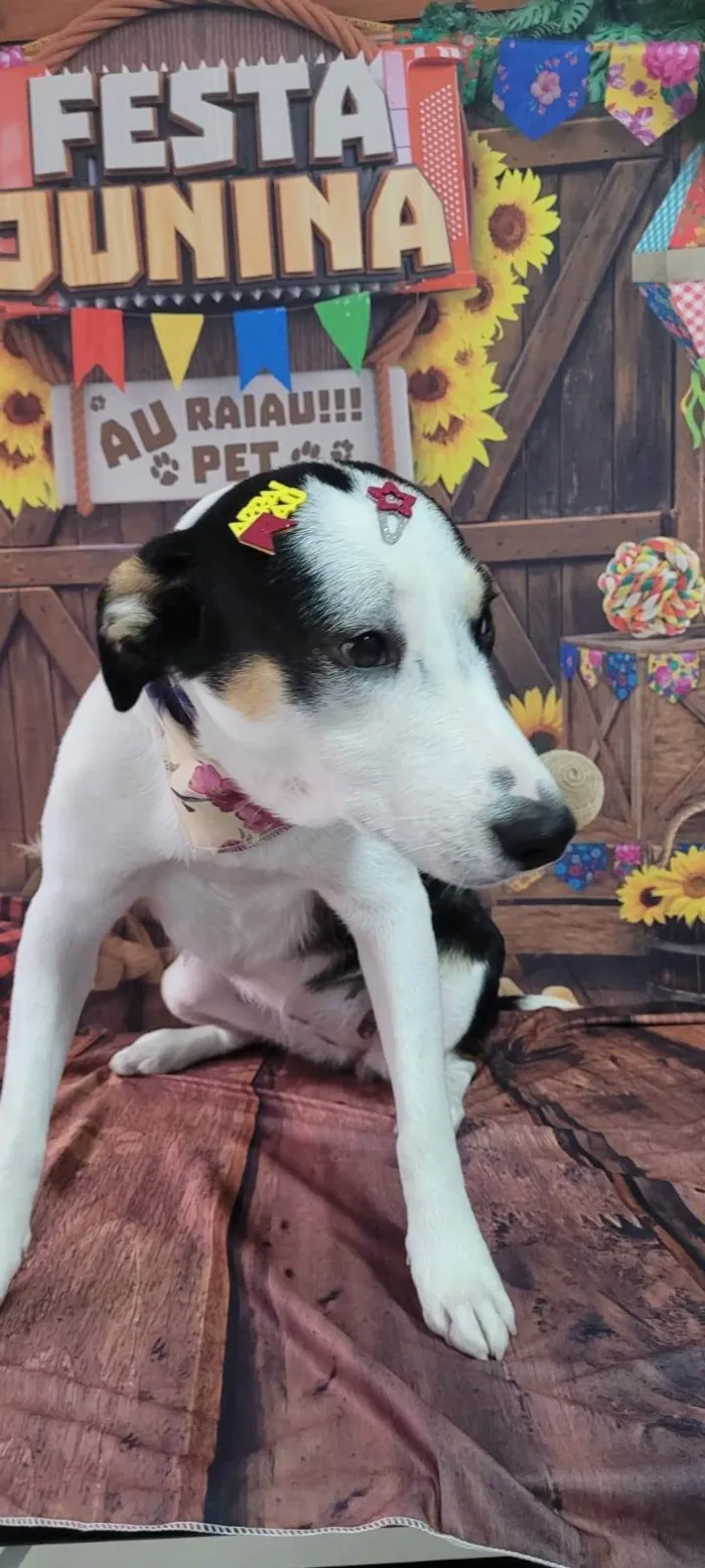 Cachorro ra a SRD-ViraLata idade 2 anos nome Julie 