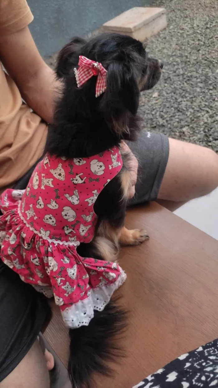 Cachorro ra a SRD-ViraLata idade 2 anos nome Amora