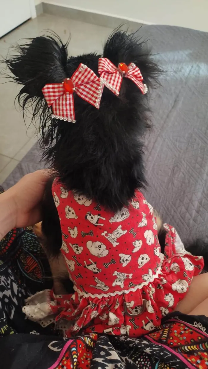 Cachorro ra a SRD-ViraLata idade 2 anos nome Amora