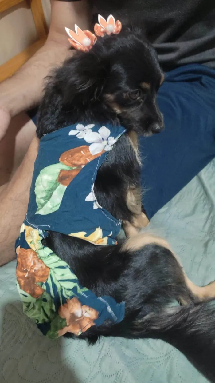 Cachorro ra a SRD-ViraLata idade 2 anos nome Amora