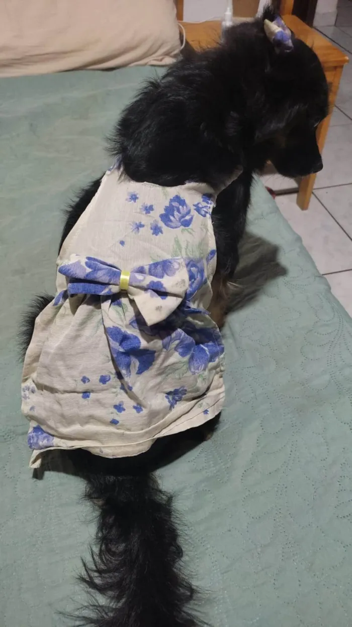 Cachorro ra a SRD-ViraLata idade 2 anos nome Amora