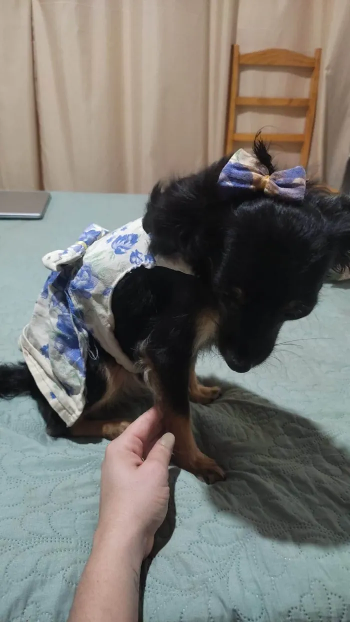 Cachorro ra a SRD-ViraLata idade 2 anos nome Amora