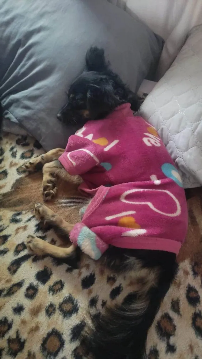 Cachorro ra a SRD-ViraLata idade 2 anos nome Amora