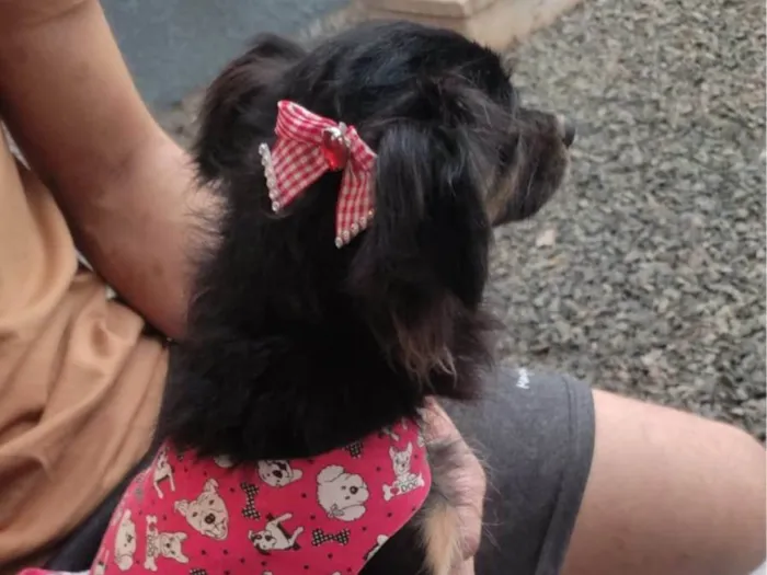 Cachorro ra a SRD-ViraLata idade 2 anos nome Amora