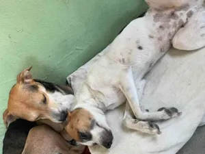Cachorro raça SRD-ViraLata idade 5 anos nome Belinha e eva