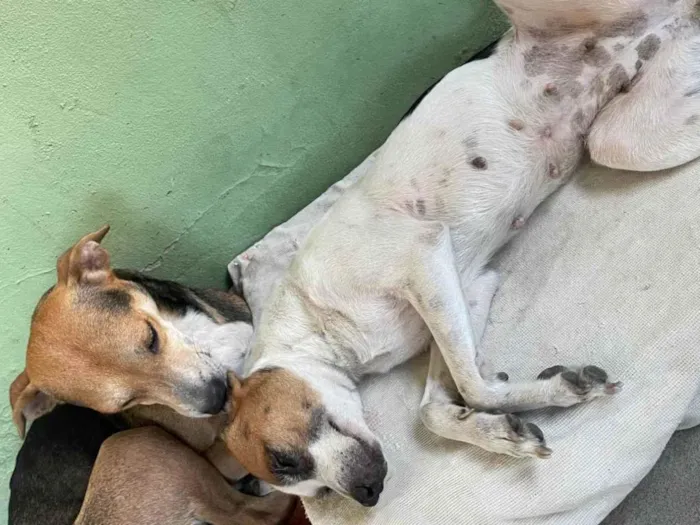 Cachorro ra a SRD-ViraLata idade 5 anos nome Belinha e eva