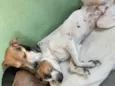 Belinha e eva
