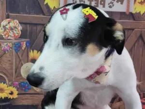 Cachorro raça SRD-ViraLata idade 2 anos nome Julie 