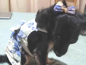 Cachorro raça SRD-ViraLata idade 2 anos nome Amora