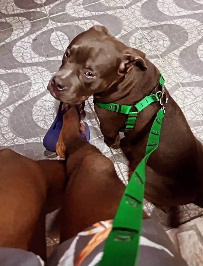 Cachorro ra a Pit-Bull idade 3 anos nome Mike 