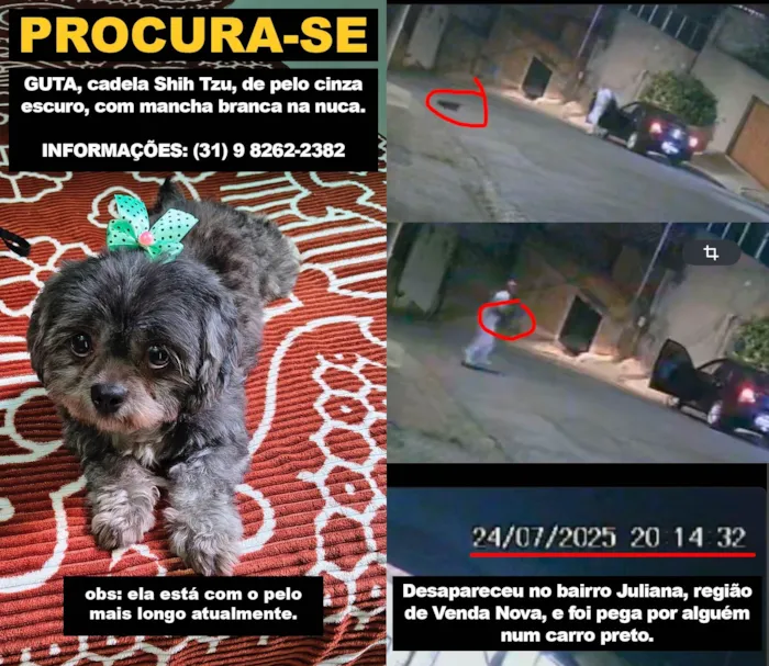 Cachorro ra a Shitzu idade 2 anos nome Guta