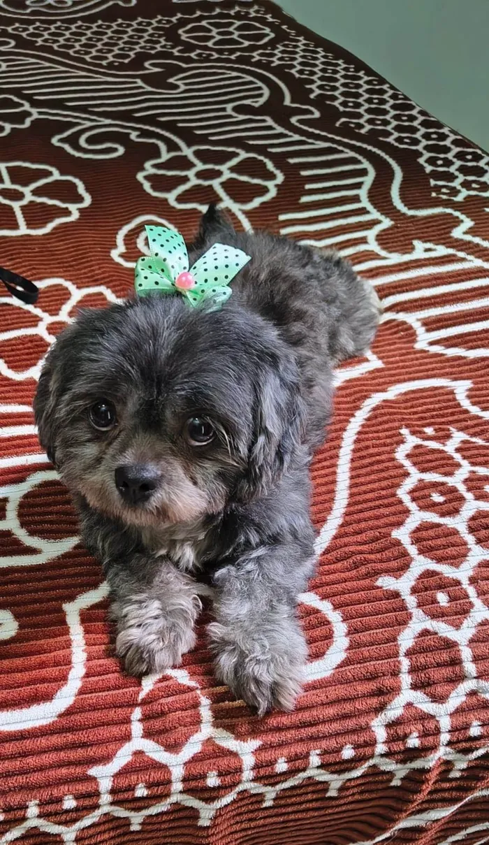 Cachorro ra a Shitzu idade 2 anos nome Guta