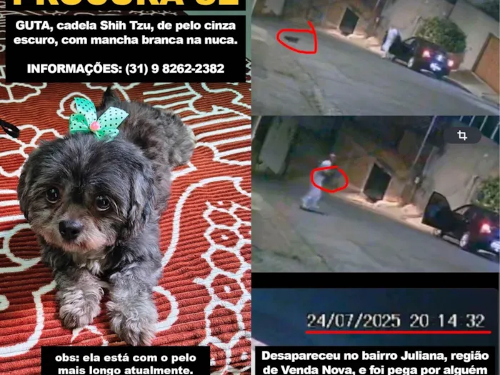 Cachorro ra a Shitzu idade 2 anos nome Guta