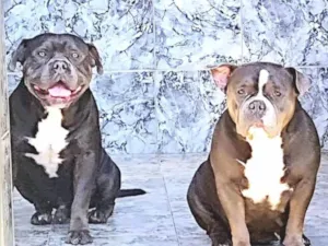Cachorro raça Pit-Bull idade 3 anos nome Mike 