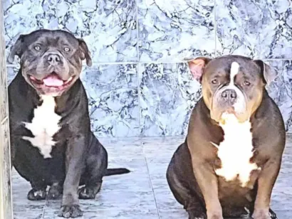 Cachorro raça Pit-Bull idade 3 anos nome Mike 
