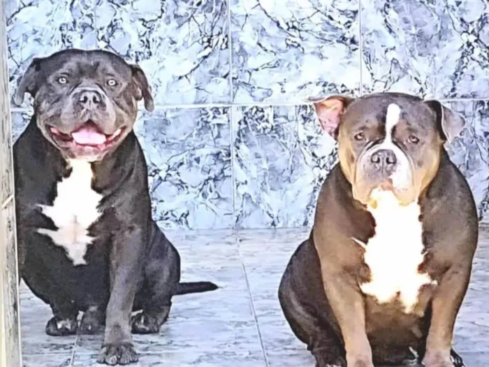 Cachorro ra a Pit-Bull idade 3 anos nome Mike 