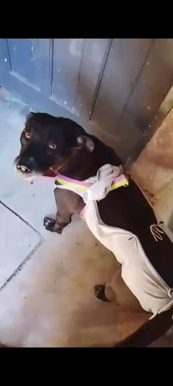 Cachorro ra a SRD-ViraLata idade 7 a 11 meses nome Princesa