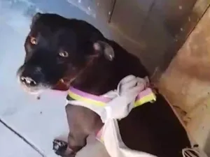 Cachorro raça SRD-ViraLata idade 7 a 11 meses nome Princesa
