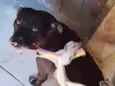 Princesa