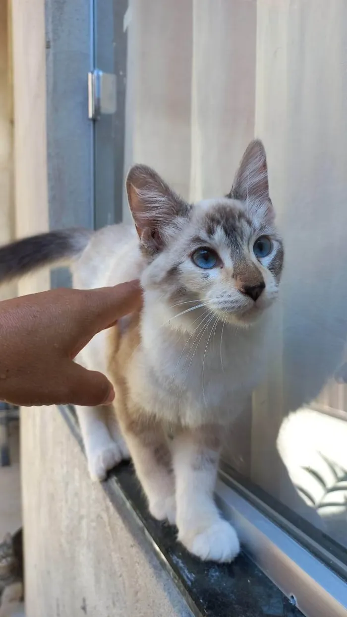 Gato ra a SRD-ViraLata idade 2 a 6 meses nome Sem nome