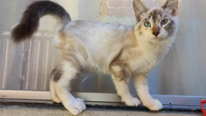 Gato ra a SRD-ViraLata idade 2 a 6 meses nome Sem nome