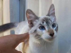 Gato raça SRD-ViraLata idade 2 a 6 meses nome Sem nome