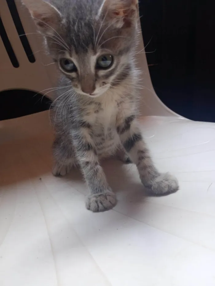 Gato ra a SRD-ViraLata idade 2 a 6 meses nome Branquinha