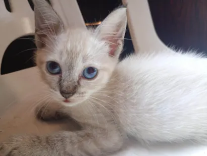 Gato raça SRD-ViraLata idade 2 a 6 meses nome Sem nome