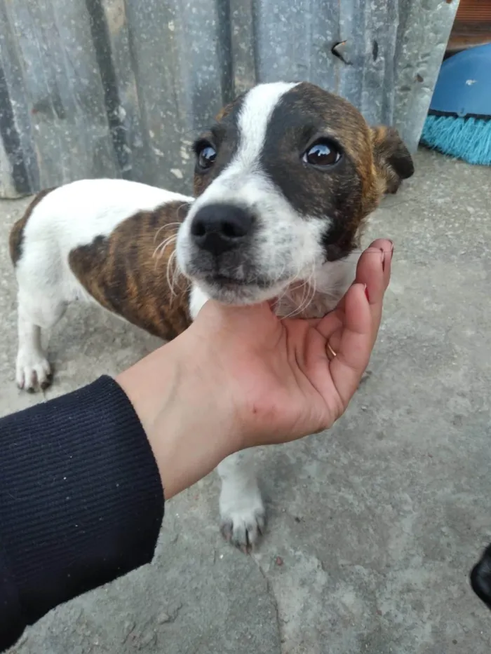Cachorro ra a SRD-ViraLata idade 2 a 6 meses nome Sem nome