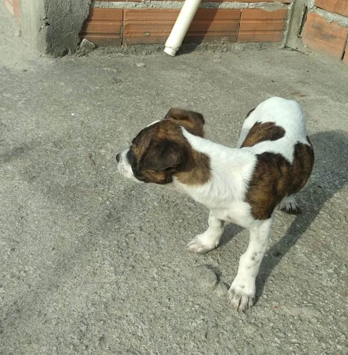 Cachorro ra a SRD-ViraLata idade 2 a 6 meses nome Sem nome
