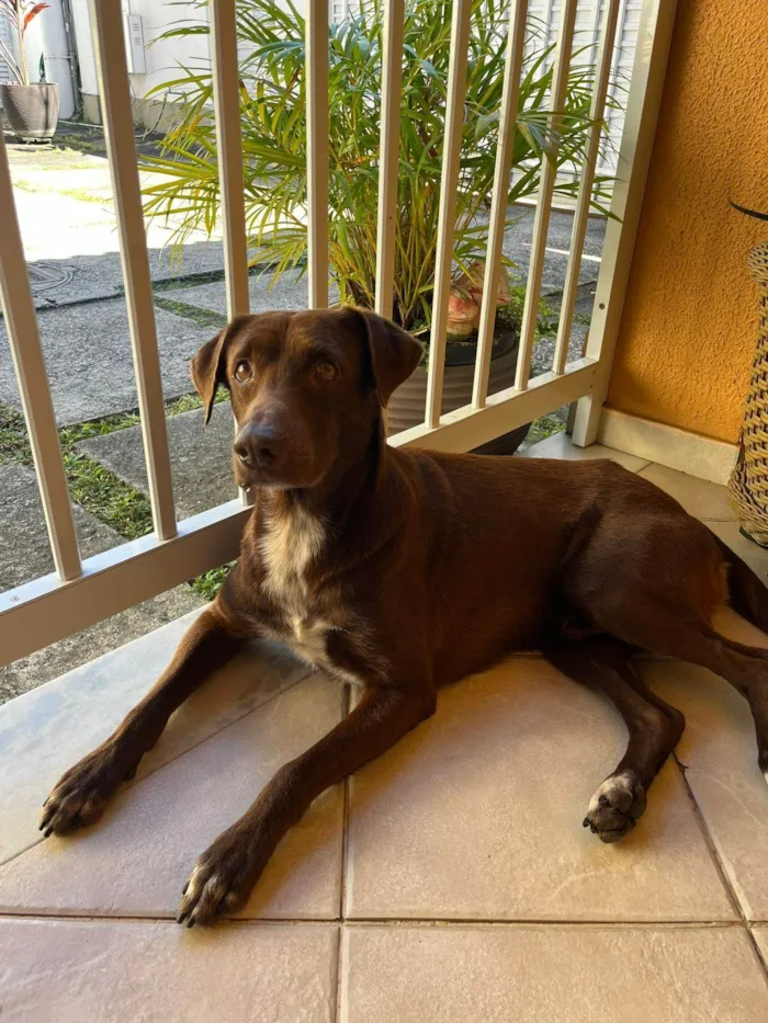 Cachorro ra a SRD-ViraLata idade 1 ano nome Bento