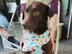 Cachorro raça SRD-ViraLata idade 1 ano nome Bento