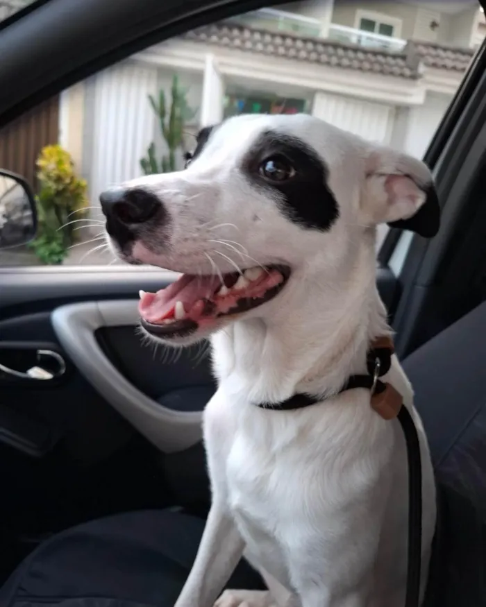 Cachorro ra a SRD-ViraLata idade 7 a 11 meses nome Pirata