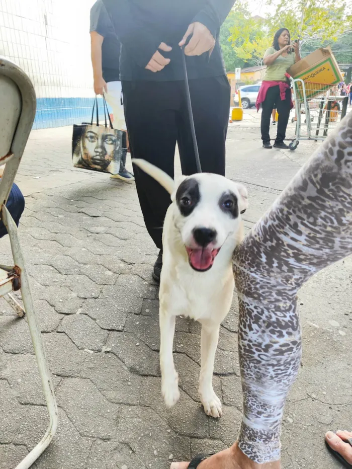 Cachorro ra a SRD-ViraLata idade 7 a 11 meses nome Pirata