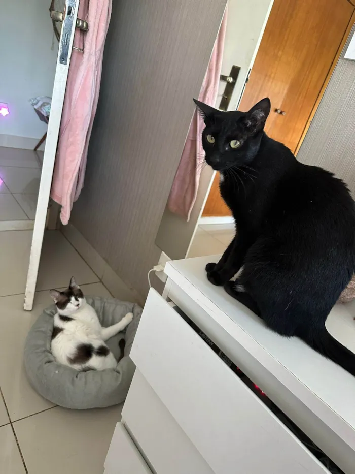 Gato ra a SRD-ViraLata idade 1 ano nome Adoção conhunta: Pandora e Theo