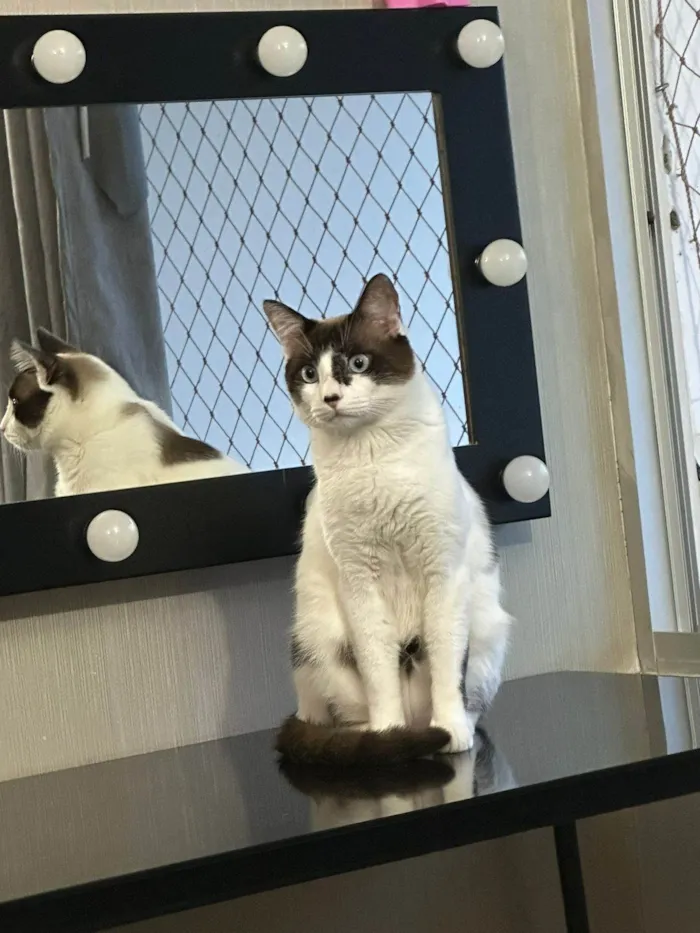Gato ra a SRD-ViraLata idade 1 ano nome Adoção conhunta: Pandora e Theo