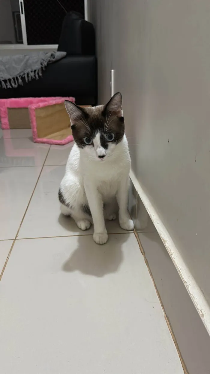 Gato ra a SRD-ViraLata idade 1 ano nome Adoção conhunta: Pandora e Theo