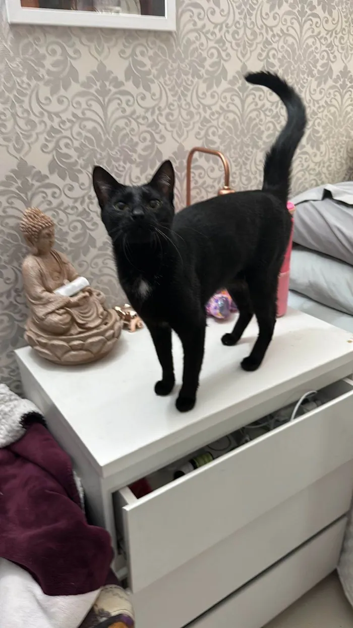Gato ra a SRD-ViraLata idade 1 ano nome Adoção conhunta: Pandora e Theo