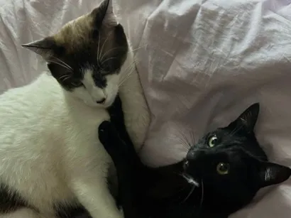 Gato raça SRD-ViraLata idade 1 ano nome Adoção conhunta: Pandora e Theo