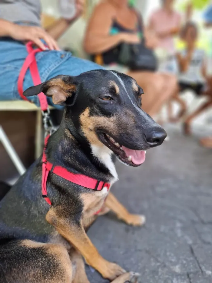 Cachorro ra a SRD-ViraLata idade 7 a 11 meses nome Kiko 