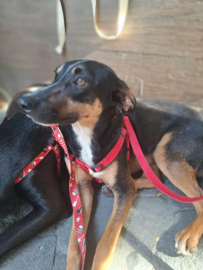 Cachorro ra a SRD-ViraLata idade 7 a 11 meses nome Kiko 