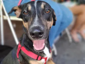 Cachorro raça SRD-ViraLata idade 7 a 11 meses nome Kiko 
