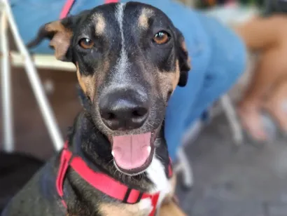 Cachorro raça SRD-ViraLata idade 7 a 11 meses nome Kiko 