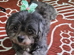 Cachorro raça Shitzu idade 2 anos nome Guta